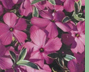 Phlox Amonea Variegated