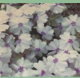 Phlox Amazing Grace