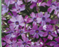 Phlox Purple Beauty