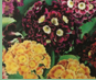 Primula Auricula Mix