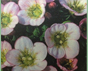 saxifraga knapton pink