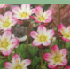 saxifraga pixie