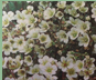 saxifraga white pixie