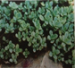sedum ewersii