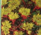 sedum oreganum