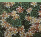 sedum pachyclados