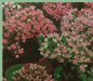 sedum sieboldii