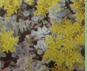 sedum cape blanco